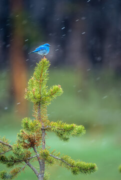 A male Mountain bluebird (Sialia currucoides) perched on the top of a small lodgepole pine (Pinus contorta), watching for insects, Yellowstone National Park; Wyoming, United States of America