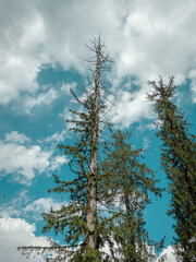 pine tree of the sky