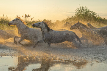 Camargue horses running through the water in the south of France. A fine example of the power in these amazing animals; Saintes-Maries-de-la-Mer, France
