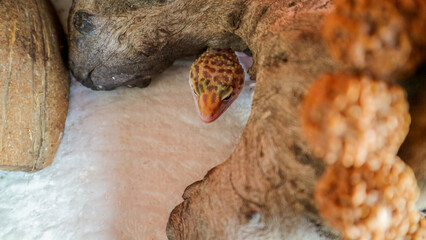 lizard in hiding