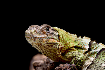 Fototapeta premium Close up photo of a Spiny tailed iguana