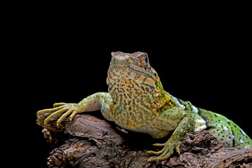 Close up photo of a Spiny tailed iguana