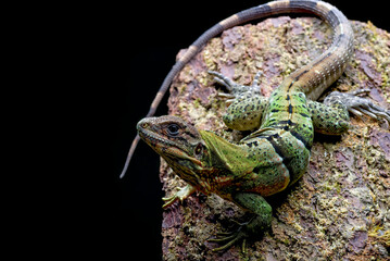 Spiny tailed iguana on a rock