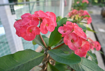 Closeup beautiful red euphorbia milii , crown of Thorns