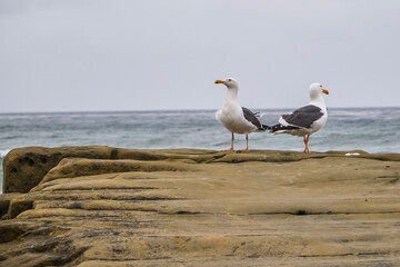 seagull on the beach
