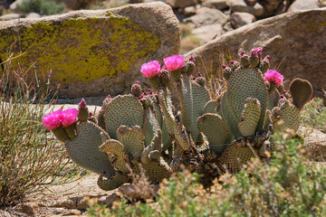 cactus and flowers