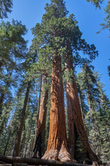 Sequoia National Park