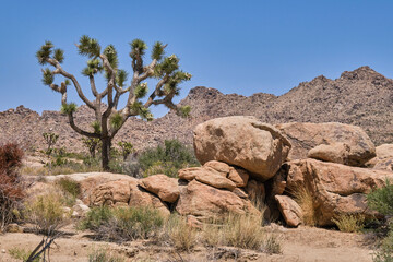 joshua tree national park