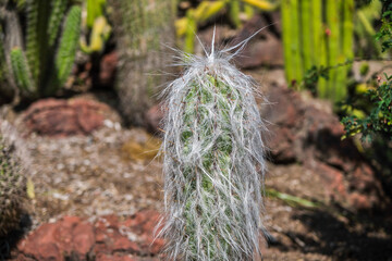 cactus in the desert