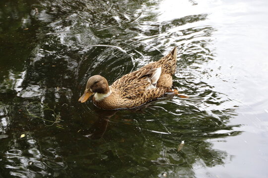 Pato Bilder Durchsuchen 18,924 Archivfotos, und Videos