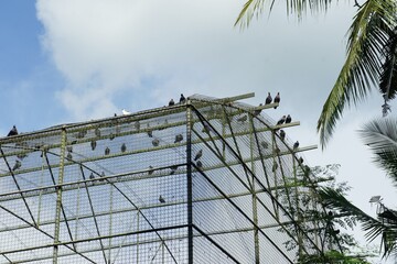 Background free-living birds perched on a large cage