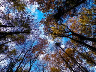 Autumn trees against blue sky.