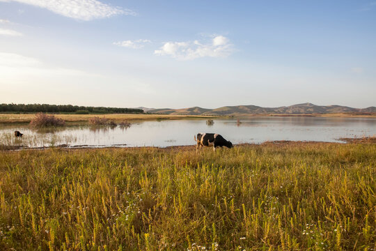 Pristine nature, cows and Lake Sade Sidi Echahade are visible in the rural outskirts of Fes, Morocco; Fes, Morocco