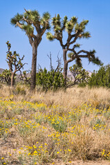 joshua tree in the desert