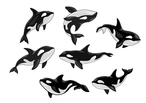 Set of killer whale, Orcinus orca, animal design