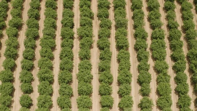 Pistachio Farm Aerial Above Farm Rows of Industrial Agriculture Nut Trees Overhead