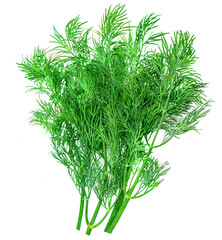 Organic Dill  herb isolated on white background. Bunch of fresh green dill macro..