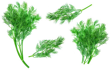 Dill isolated on white background. Bunch of fresh green dill set. Collection. Pattern.