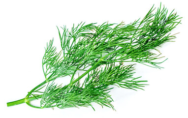 Dill isolated on white background. Bunch of fresh green dill macro..