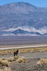 burro in the desert