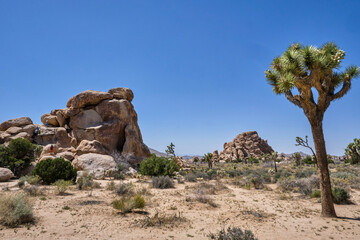 joshua tree national park