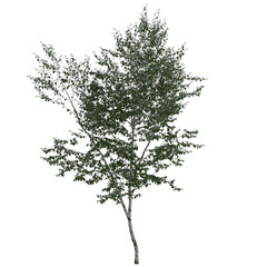 Obraz premium silver birch tree on isolated empty background