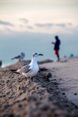 Gaviota sobre la arena, persona al fondo.