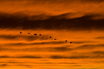 Canadian Geese fly across a dramatic evening sky.; Kent Island, Maryland.