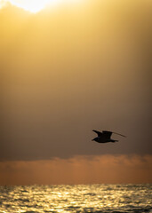 Ave volando sobre la playa al amanecer, South Beach, Miami.