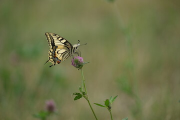 Swallowtail butterfly close up on a red clover in nature