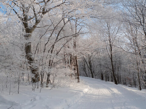 A snowy cross country trail with hoar frost on branches.; Canaan Valley, West Virginia.