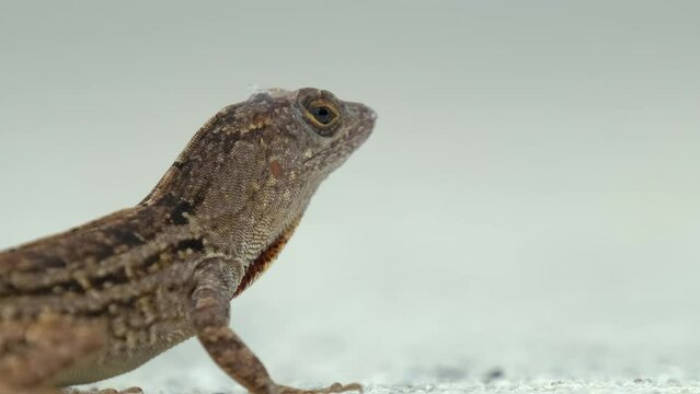 Macro closeup of blown alone lizard warming on summer sun. Anolis sagrei small reptile in native to Florida USA