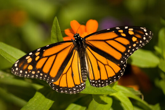 Monarch butterfly (Danaus plexippus) resting on a flowering plant in a butterfly pavilion; Lincoln, Nebraska, United States of America