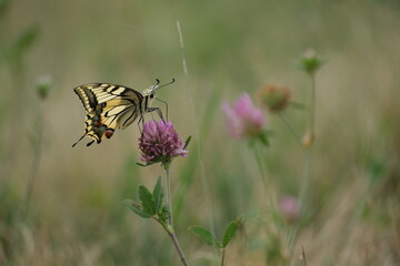Swallowtail butterfly large colorful butterfly close up