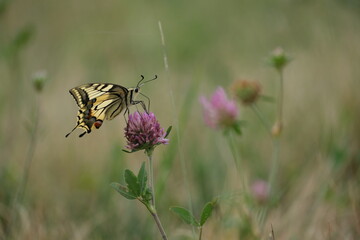 Swallowtail butterfly in nature on a red clover flower