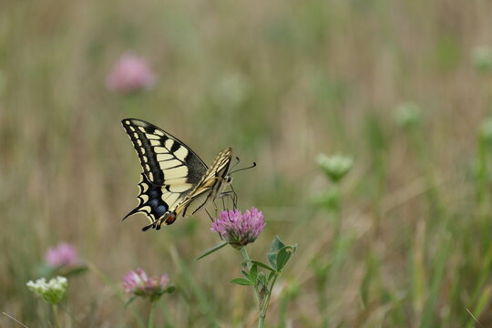 Swallowtail butterfly on a blooming red clover