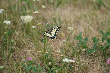 Swallowtail butterfly with open wings on a field