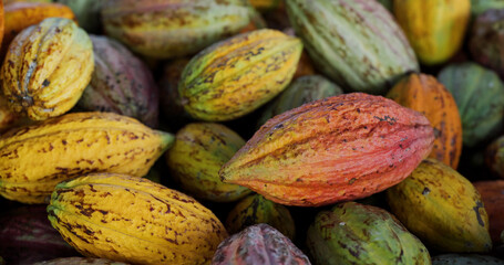 Stack of colorful ripe cocoa pod