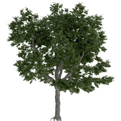 Fototapeta premium london pine tree on isolated empty background