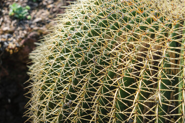 Naklejka na ściany i meble Cacti, Joshua Tree National Park