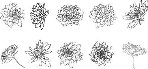 set of hand drawn flowers. chrysanthemum set. Flowers line art. 