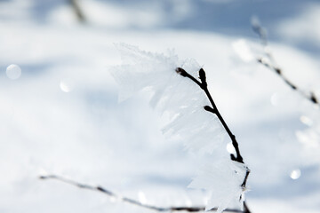 hoarfrost on a branch in Eriz during winter