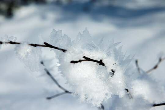 hoarfrost on a branch in Eriz during winter