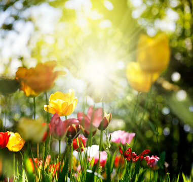 tulpen blumen garten fr&uuml;hling freizeit