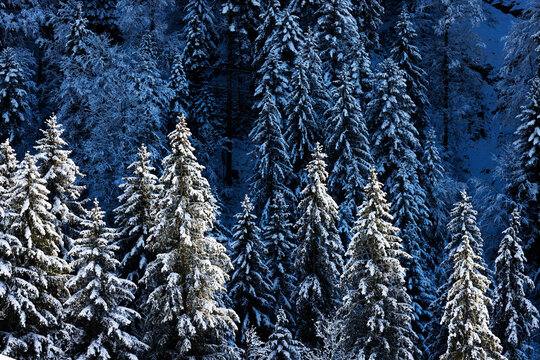 snow covered trees in idyllic winter landscape in Eriz