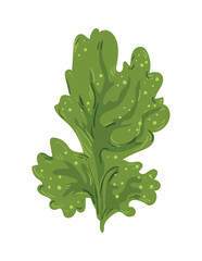 Colorful detailed algae. Illustration isolated on white background.
