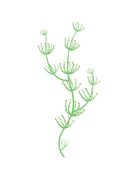 Colorful detailed algae. Illustration isolated on white background.
