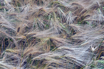 Crops of Barley in Moray