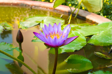 Bright lilac lotus in a pond in India. 