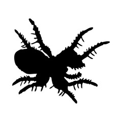 Spider Silhouette